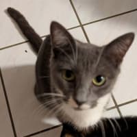 Photo of Meeko