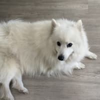 Photo of Mellow   8 Year Old Japanese Spitz