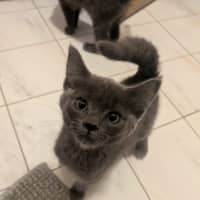 Photo of Shadow