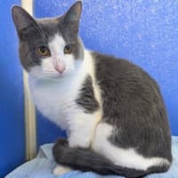 Photo of Pickle