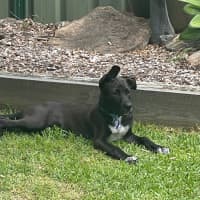 Photo of Socks   3 Month Old Bull Arab X Kelpie