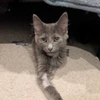 Photo of Earl Grey
