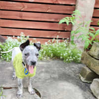 Photo of Paddy   10 Week Old Cattle Dog X