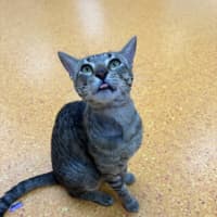 Photo of Sooky Teddy