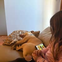 Photo of Topaz   7 Year Old Staffy