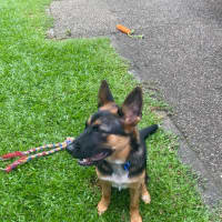 Photo of Lavender *$350 Adoption Fee*