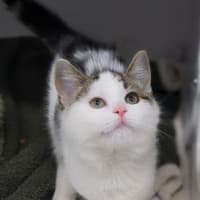 Photo of Sassy