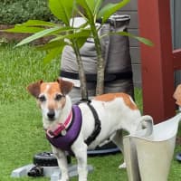 Photo of Dot (& Dash)