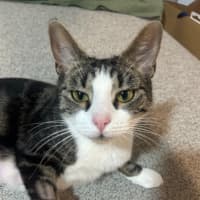 Photo of Blair Waldorf