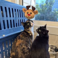 Photo of Abuelita   Now Available At Pet Quarters Belmont