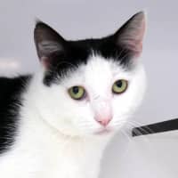 Photo of Spook Sta014211