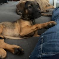 Photo of Lief   12 Week Old German Shepherd X