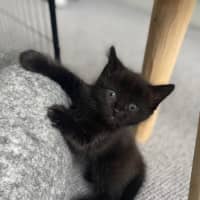 Photo of Pixie Belle