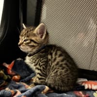 Photo of Ziggy