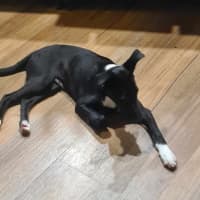 Photo of Bruno