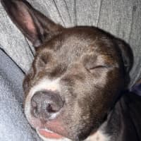 Photo of Roxy