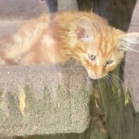 Photo of Blaze  Meet Me At Pet Stock Chelsea