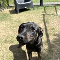 Photo of Rosie
