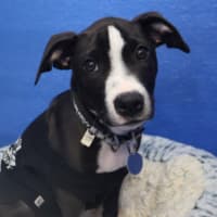 Photo of Darcy