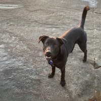 Photo of Puddin   1 Year Old Kelpie X Cattle Dog