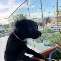 Photo of Rascal