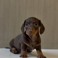 Photo of Alfie
