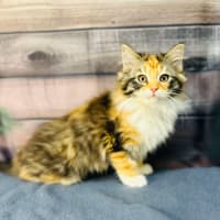 Photo of Ariel   Located In Wallan