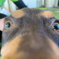 Photo of Darcy