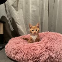 Photo of Cedar And Cypress