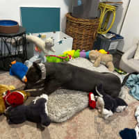 Photo of Hodgie The Greyhound