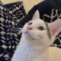 Photo of Nala And Zazu