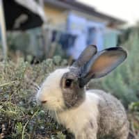 Photo of Winterberry & E’scar