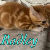 Photo of Radley