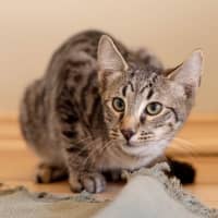 Photo of Shadow