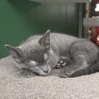 Photo of Odin