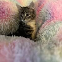 Photo of Jesse   Located In Surrey Hills 