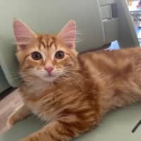 Photo of Nicholas Xenos