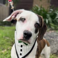 Photo of Chilli Flake 