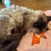 Photo of Elvis Presley