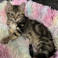 Photo of Kobe 💫💙