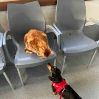 Photo of Morris   2 Year Old Dachshund 