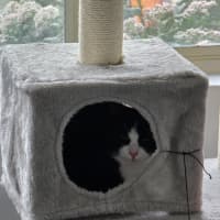 Photo of Oreo