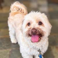 Photo of Coco