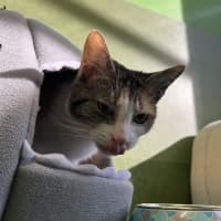 Photo of Cookie