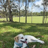 Photo of Boomer   1 Year Old Cavalier X