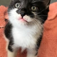 Photo of Atlas
