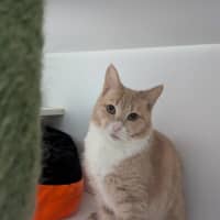 Photo of Peaches