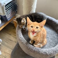 Photo of Ducky Meet Me At Petstock Keysborough