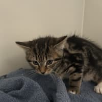 Photo of Toffee
