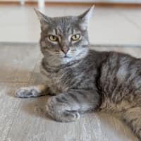 Photo of Sir Fancy Pants